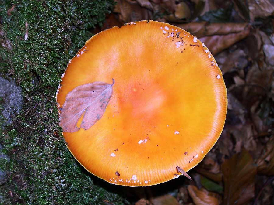 Amanita muscaria forma aureola.Velenoso.